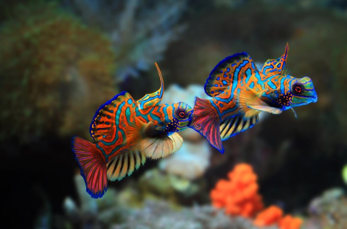 Guppies Raised on Screens Develop Brain Abnormalities