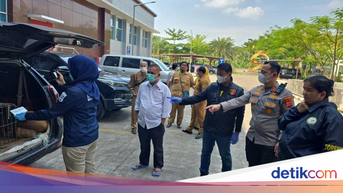 Four Hunting Dogs Die in Car After Mauling Bogor Boy to Death