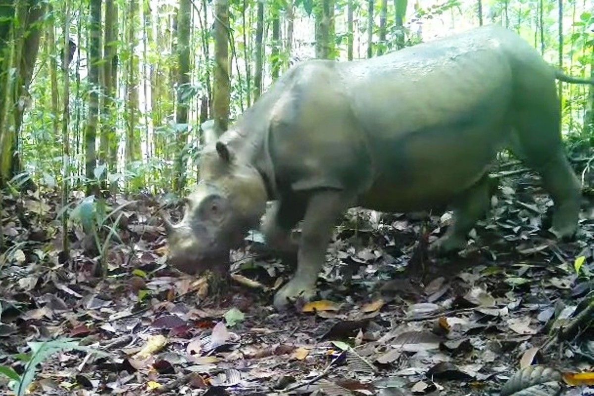 Preserving the Bornean Rhino through In Vitro Fertilisation