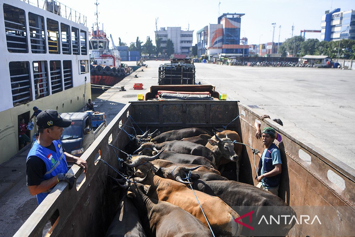 Undana and Bappenas Explore Sustainable Beef Cattle Ecosystem Development in NTT