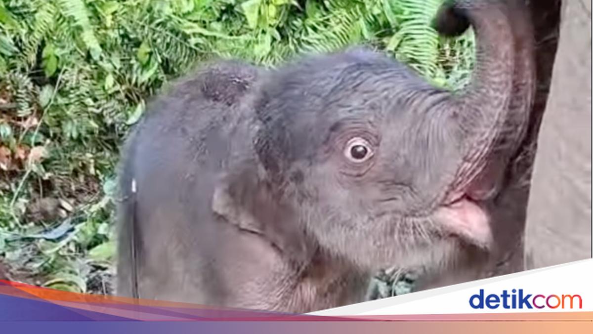 Riau Police Chief Welcomes Birth of Baby Elephant in Tesso Nilo: New Hope for Conservation