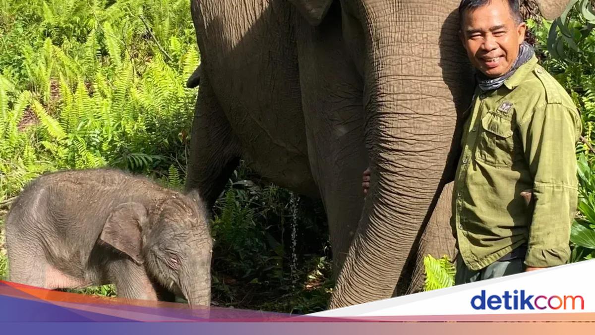 Minister Welcomes Birth of 'Adik Domang', Fresh Hope for Sumatran Elephants