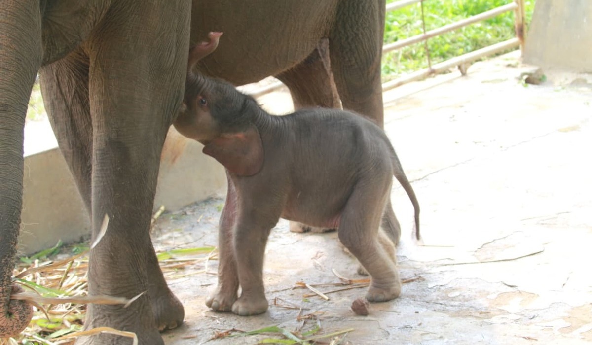 Sumatran Elephant Population Grows with Birth of Calf at Lembah Hijau Wildlife Park