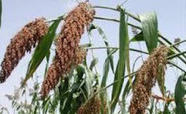 Sorghum Cultivation: PTPN I Supports Acceleration of National Energy Resilience