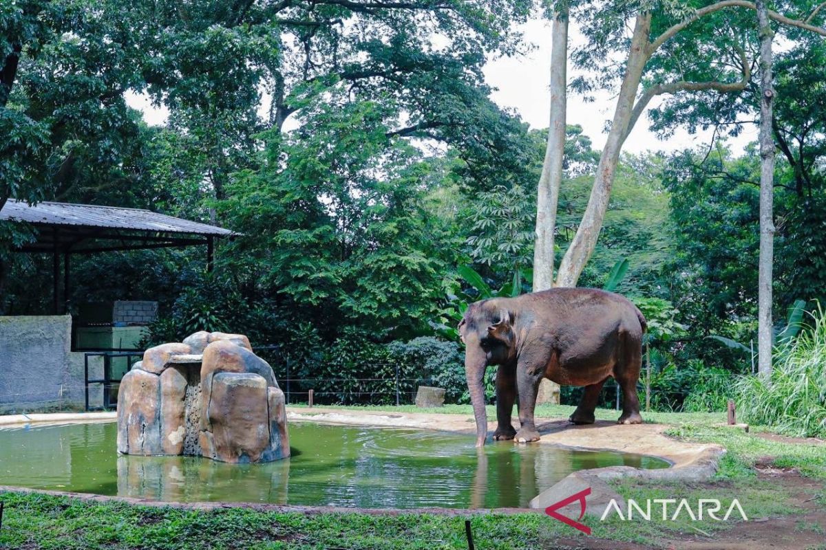 Bandung city government assures transparent process in appointing Bandung Zoo operator