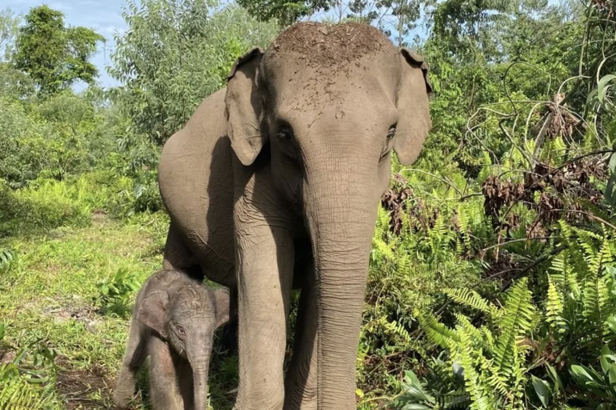 Sumatran elephant birth and Jakarta heatwave among top human interest stories