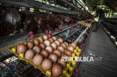 Egg Glut Piles Pressure on Farmers Despite Government Intervention