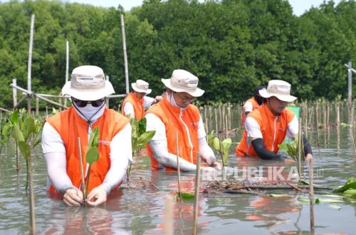 Coastal Erosion and Tidal Flooding Threaten Muara Gembong, Hankook Continues Mangrove Planting