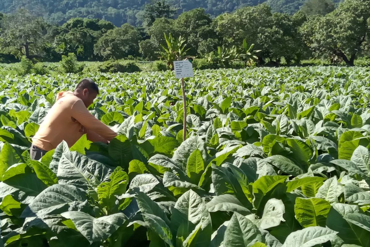Downstreaming Dompu's Tobacco: Building an Industry from the Village