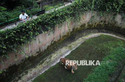 Bandung Zoo Gets New Operator, Set to Reopen to Public Soon