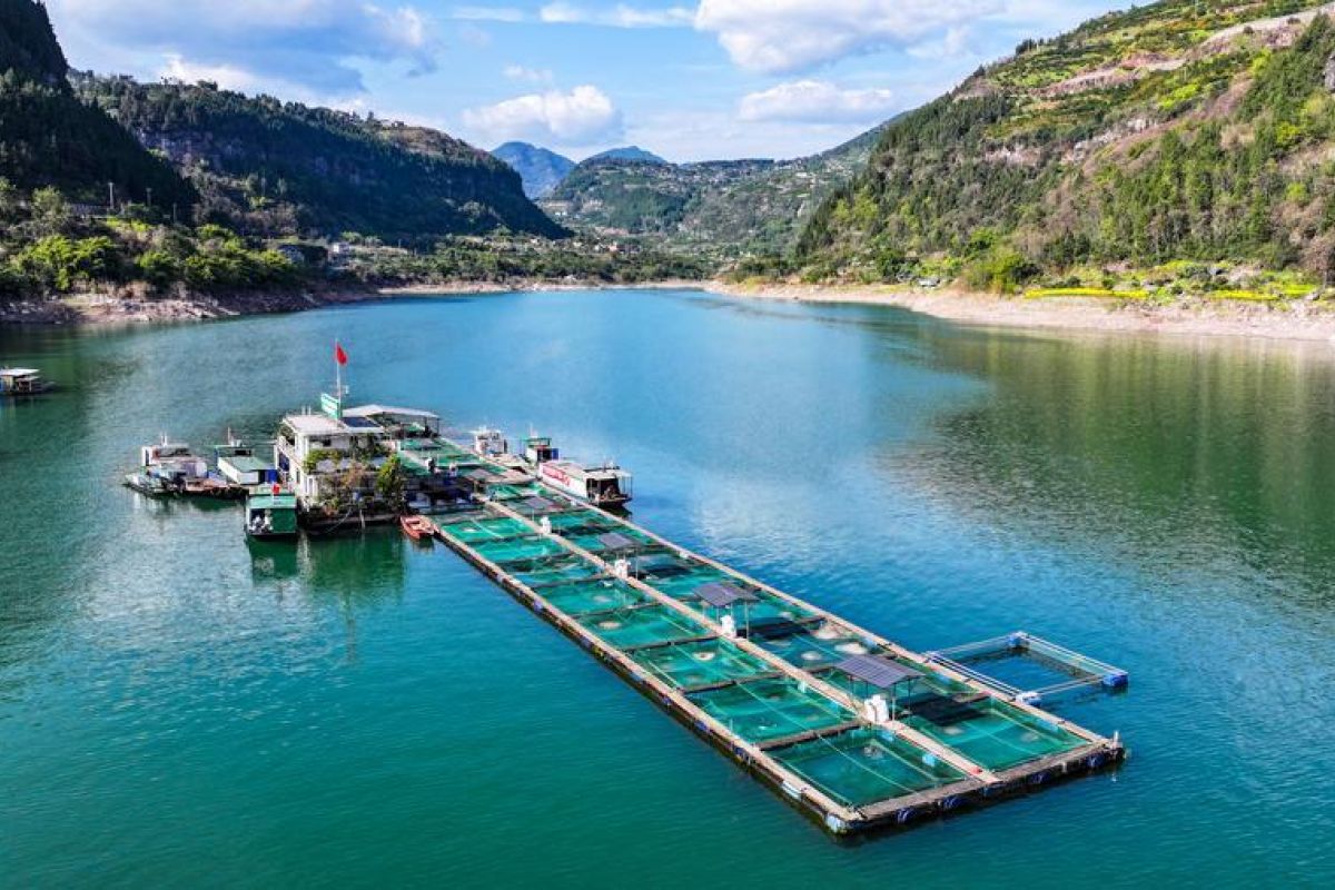 China Releases Over 150 Billion Aquatic Seedlings Between 2021 and 2025
