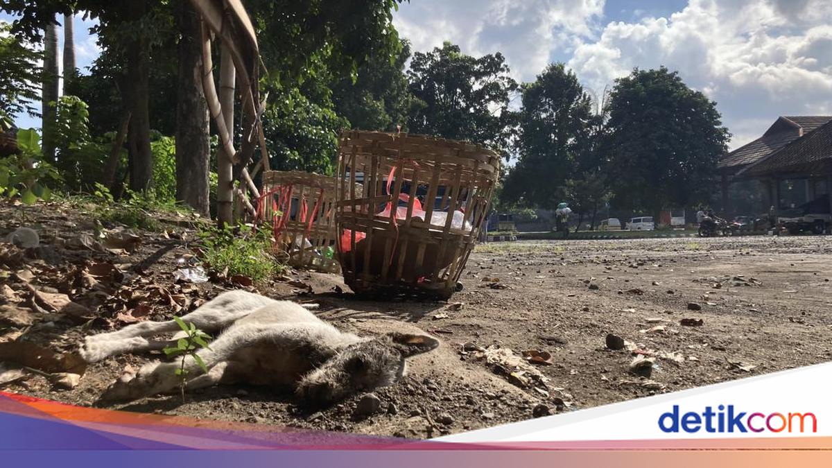 Stray Dog Bites Vegetable Seller in Klungkung Market, Immediately Killed