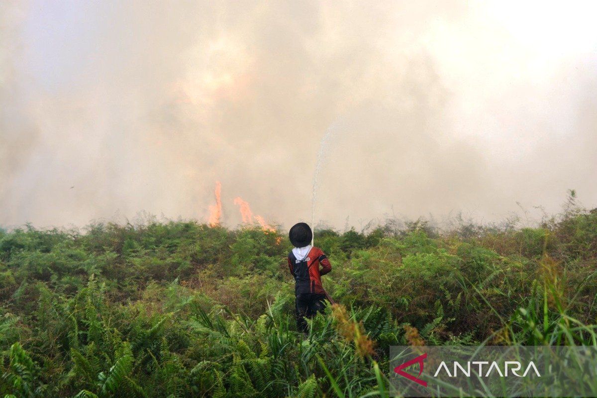 Forestry Ministry prioritises Rp550 billion for peatland infrastructure and fire prevention