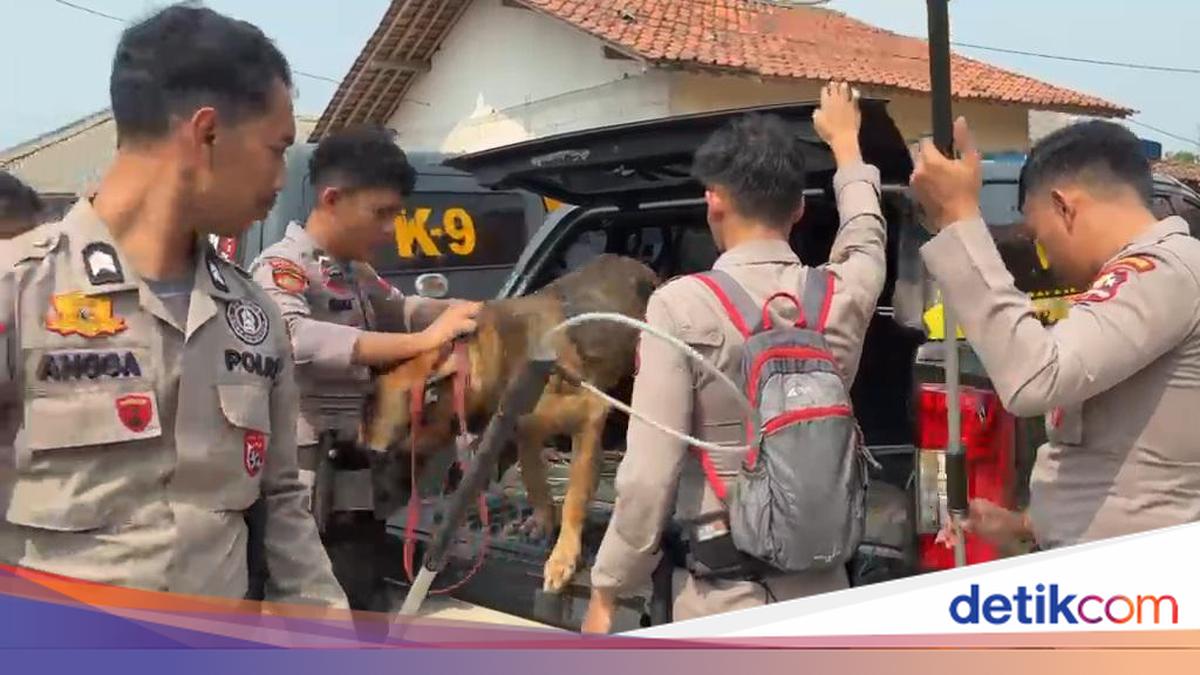 Bogor Police Deploy K-9 Unit to Track Loose Hunting Dogs in Jasinga