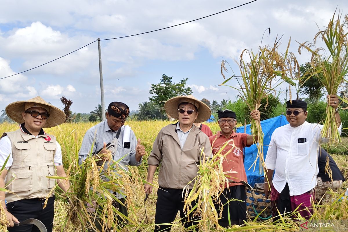 Improved Mansur Rice Packaging Boosts Income for Gianyar Farmers