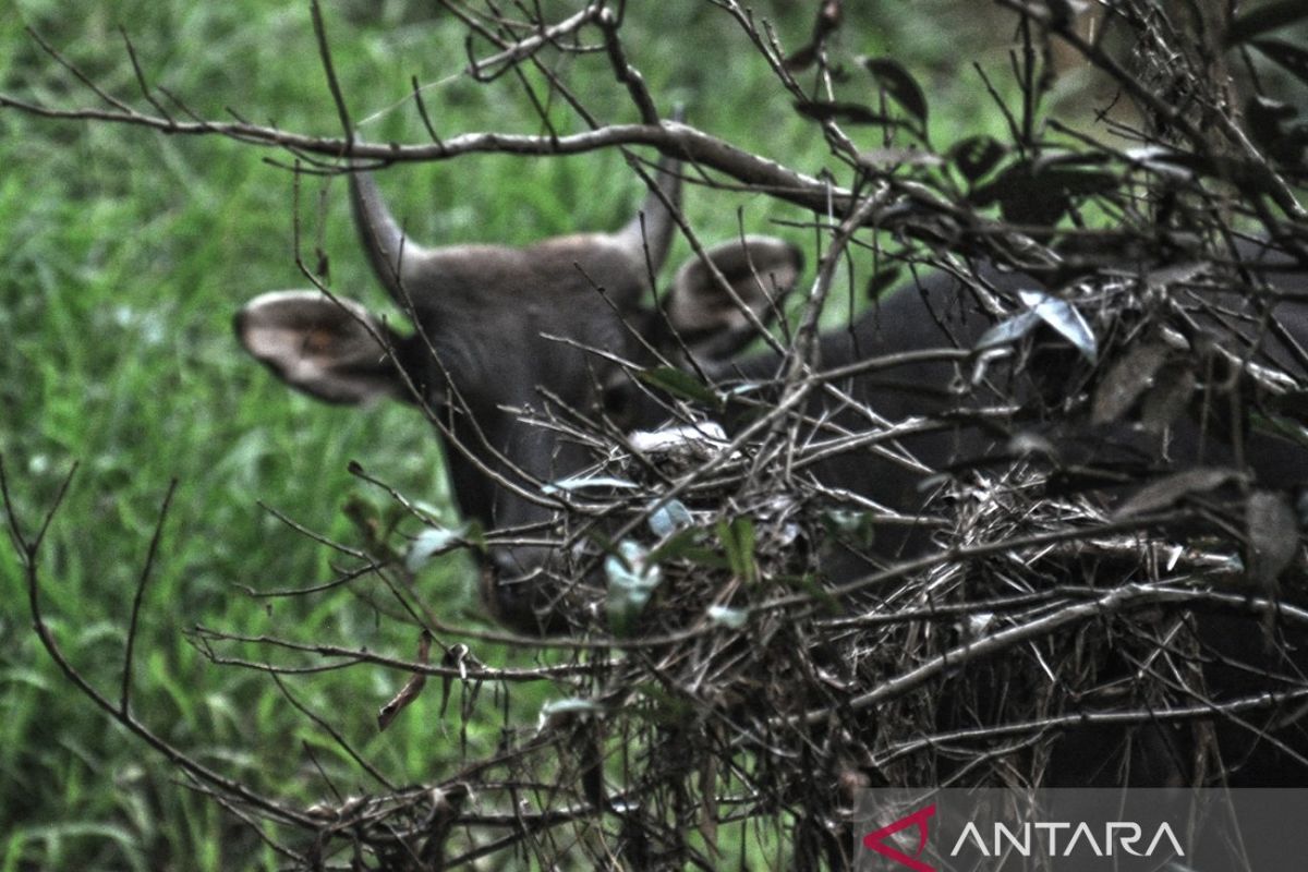 Kutai National Park serves as conservation haven for 324 fauna species