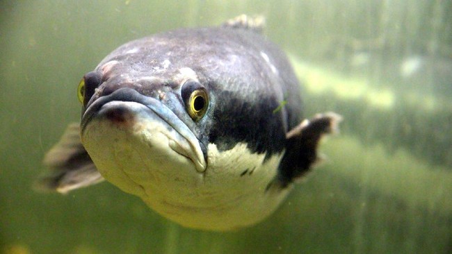 Called a Sought-After Superfood, Native Indonesian Fish Is Still Rarely Farmed