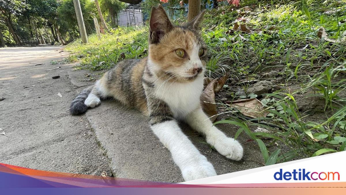 If True, It's Heartbreaking: The Origin of Stray Cats at UGM's Wisdom Park?