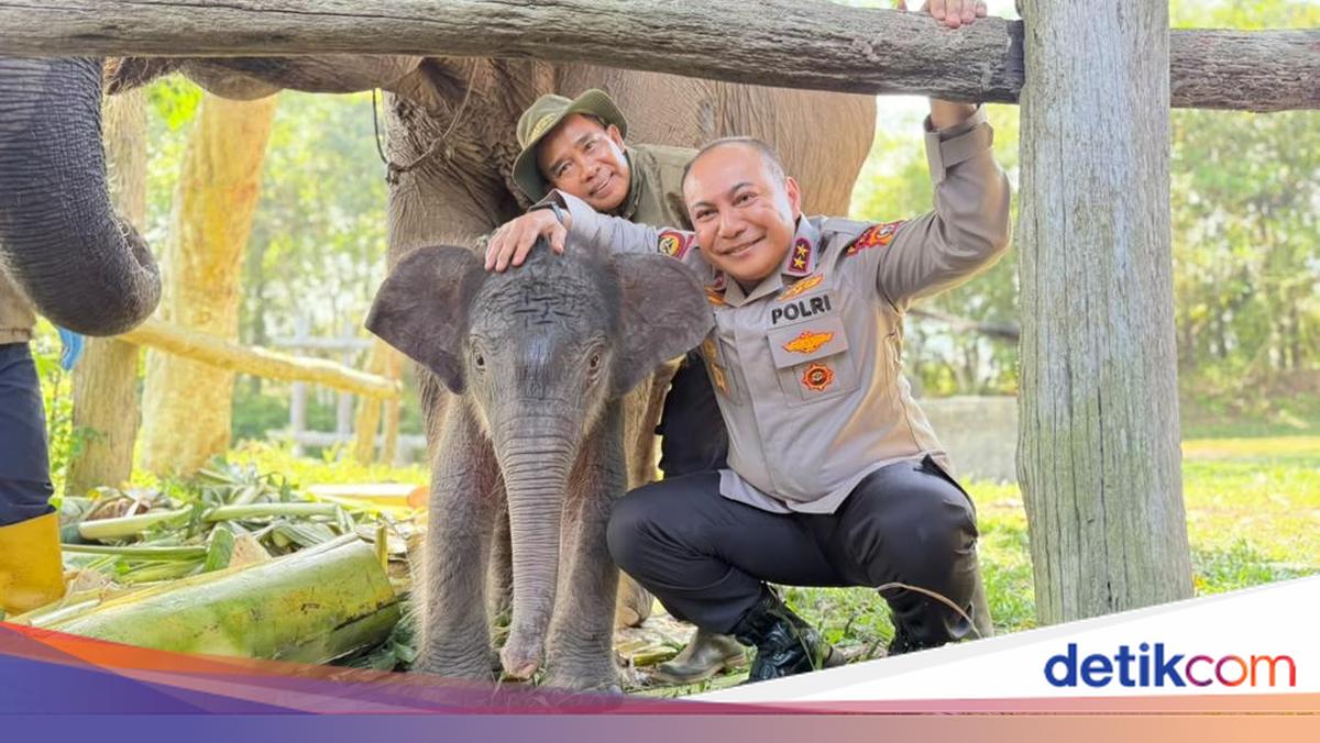 New Hope for Sumatran Elephants: 'Nona Seroja' Born in Tesso Nilo