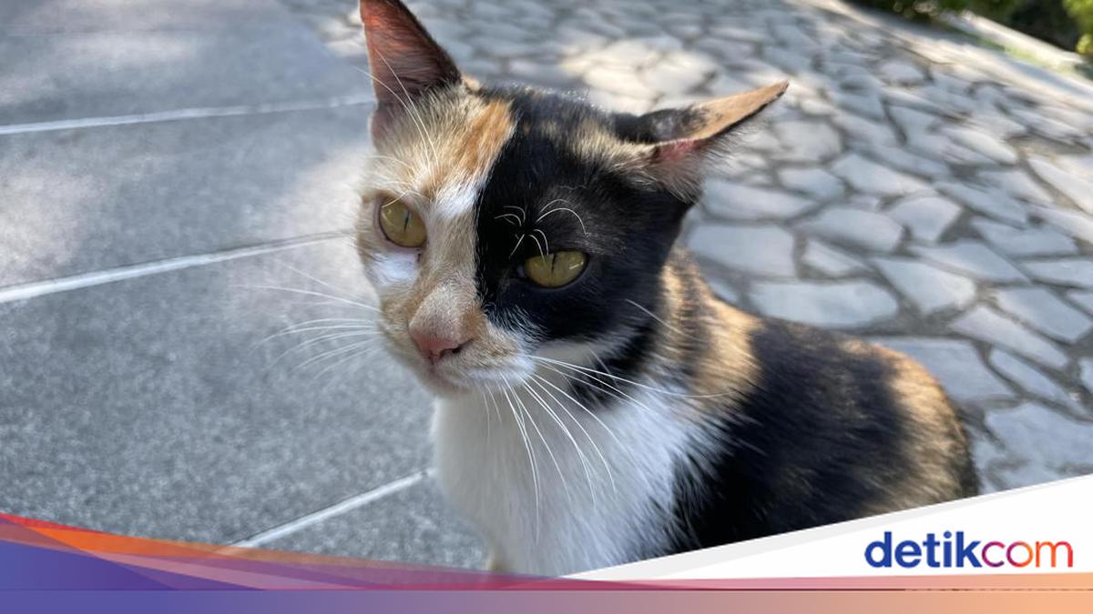 CCTV Monitoring at UGM's Wisdom Park Reveals No Evidence of Cat Dumping