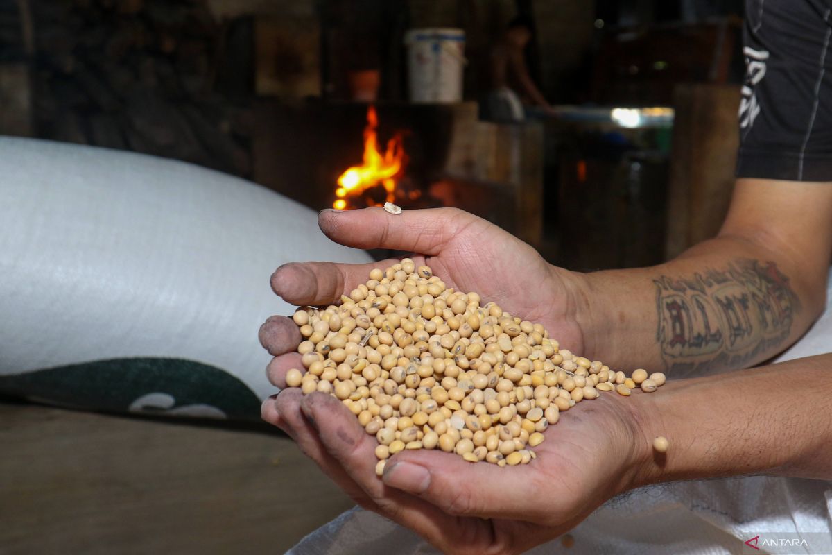 Indef Urges Soybean Production Incentives to Strengthen Food Security