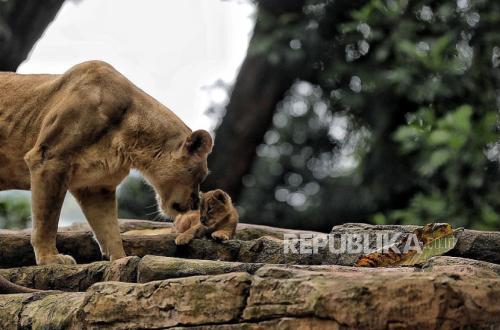 Fauna Land Ancol Appointed as New Operator of Bandung Zoo