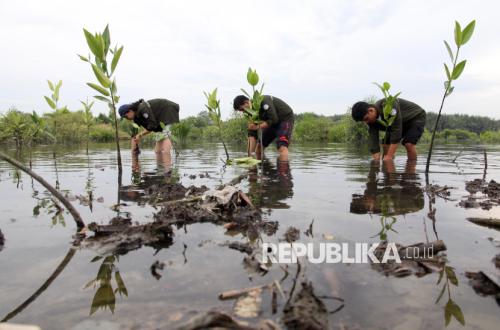Mangroves as Coastal Fortress: North Sumatra Drafts Long-Term Management Strategy