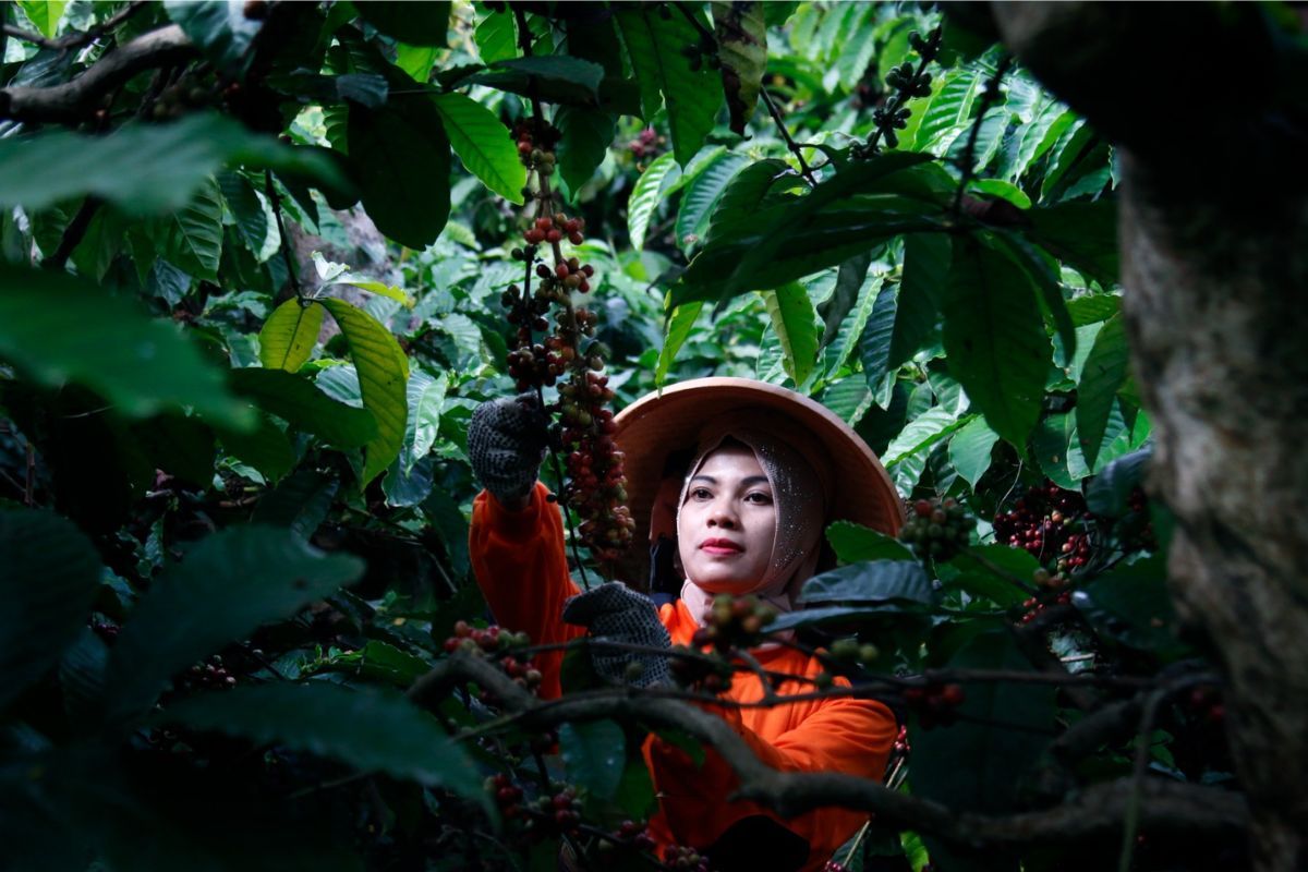 PTPN I Strengthens Global Coffee Supply Chain, Targets Productivity Boost and Export Markets