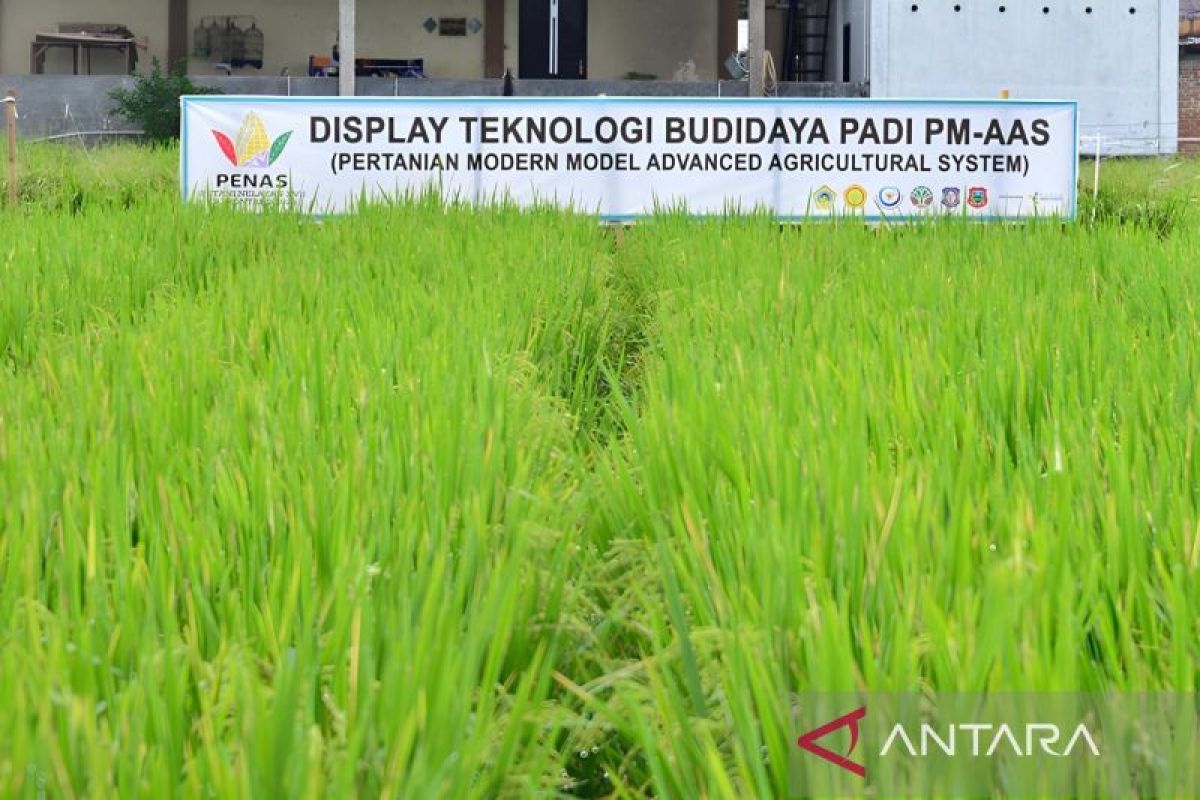 High-productivity rice cultivation to be showcased at PENAS XVII