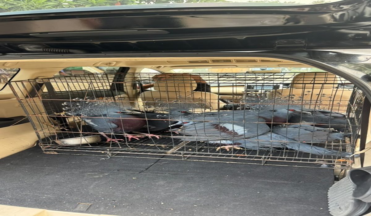 Trade in Protected Wildlife from Papua Foiled at Tanjung Priok