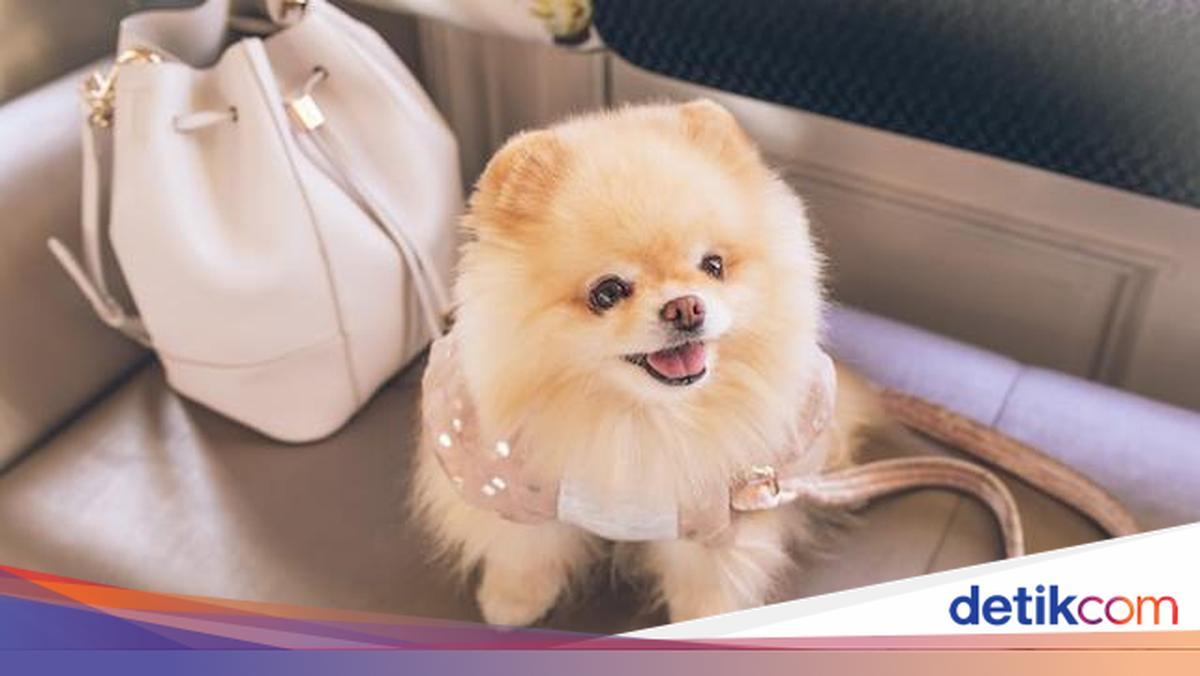 Police Examine Man Who Abused Pomeranian in North Jakarta; Psychiatric Test Planned