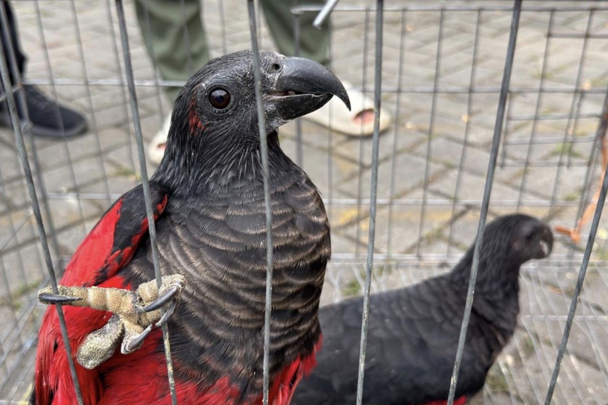 Indonesia foils illegal trade of 100 Papuan endemic animals