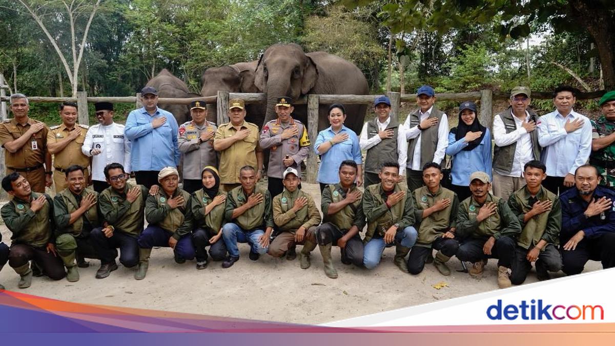 Rajiv: Birth of Elephant Calf 'Nona Seroja' a Momentum to Strengthen Conservation