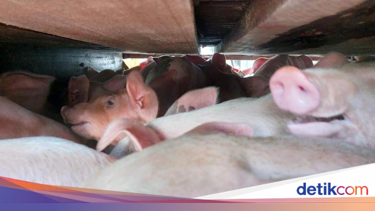 Pork Demand Surges 45% Ahead of Galungan, Prices Hit Rp 40,000 per kg