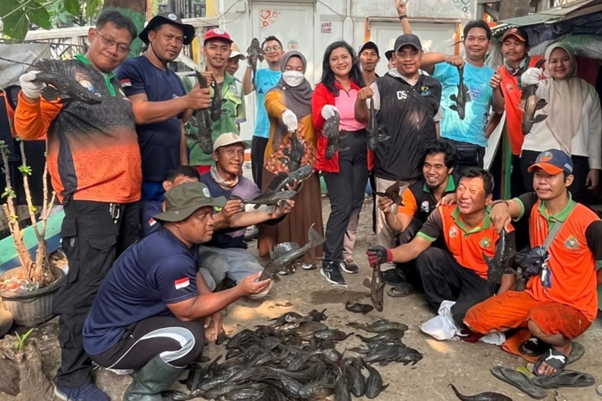 West Jakarta KPKP Captures Over 100 Suckermouth Catfish in Olimo Canal