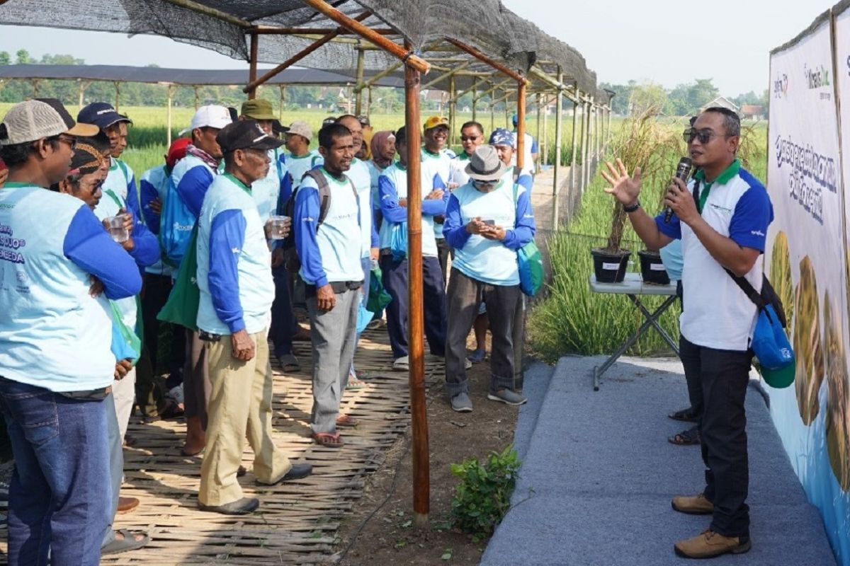 Syngenta Indonesia Strengthens Karawang as National Rice Granary - jawawa