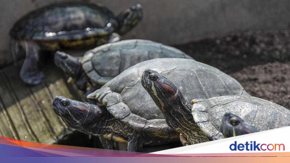 China Fears Turtles Being Used as Spy Tools