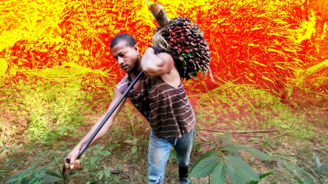 Bitter Lesson: Palm Oil Smallholder Prices Once Collapsed to Rp500