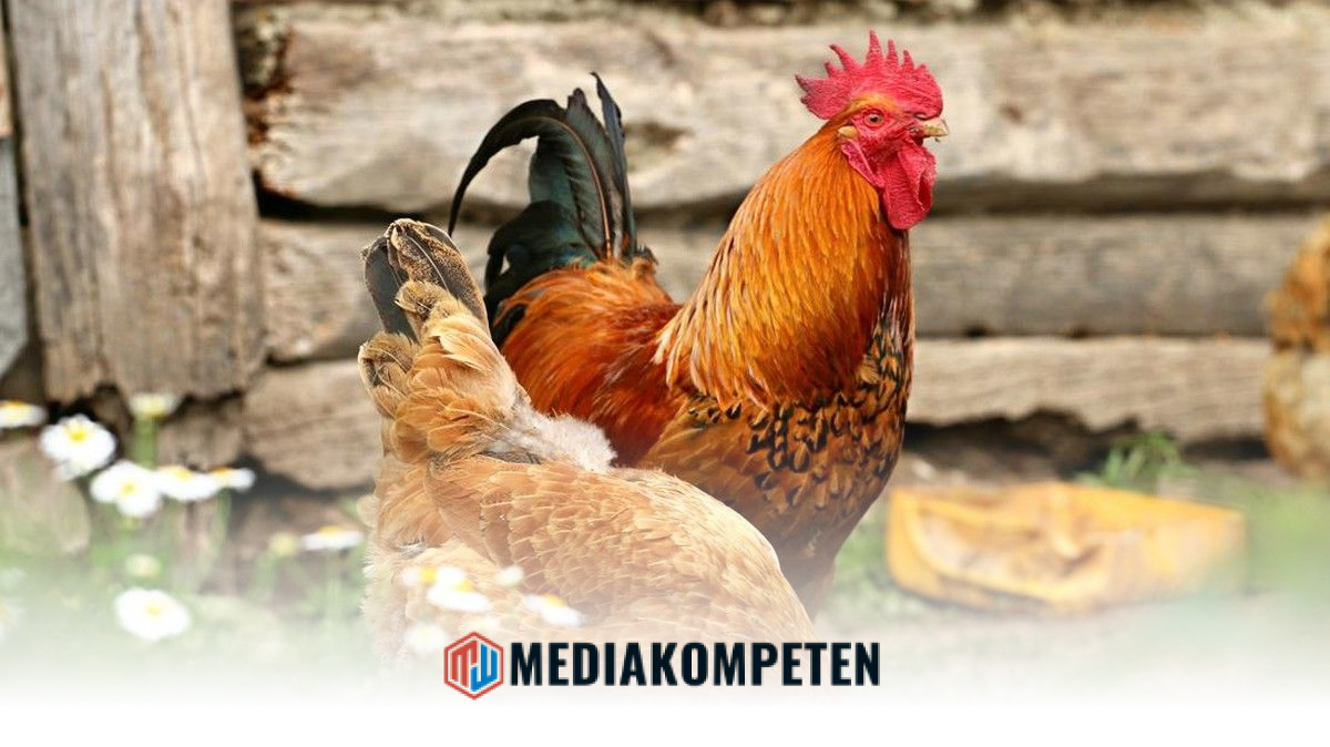Danantara Approves Rp5 Trillion for Integrated Chicken Downstreaming