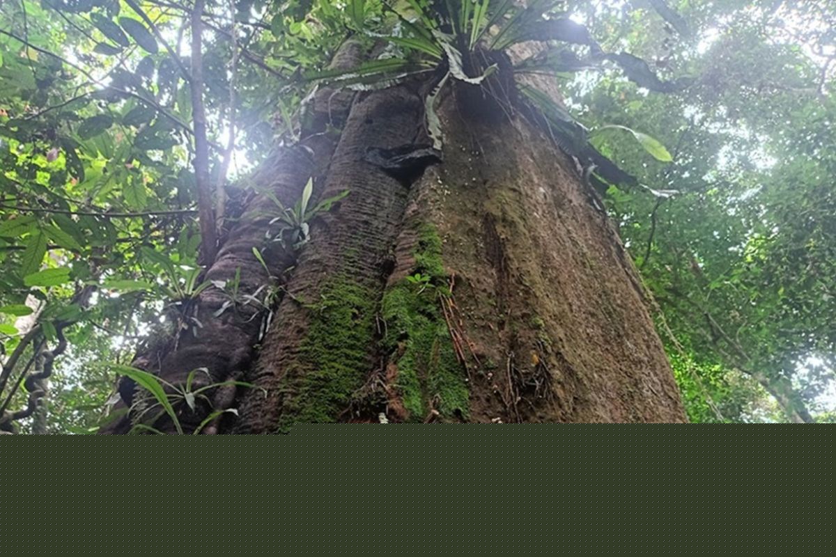 Kutai National Park Safeguards Six Vital Flora Species