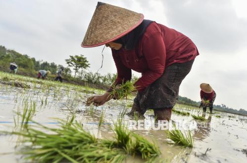 Baselang Ka Umo: Preserving Jambi's Malay Rice Farming Tradition