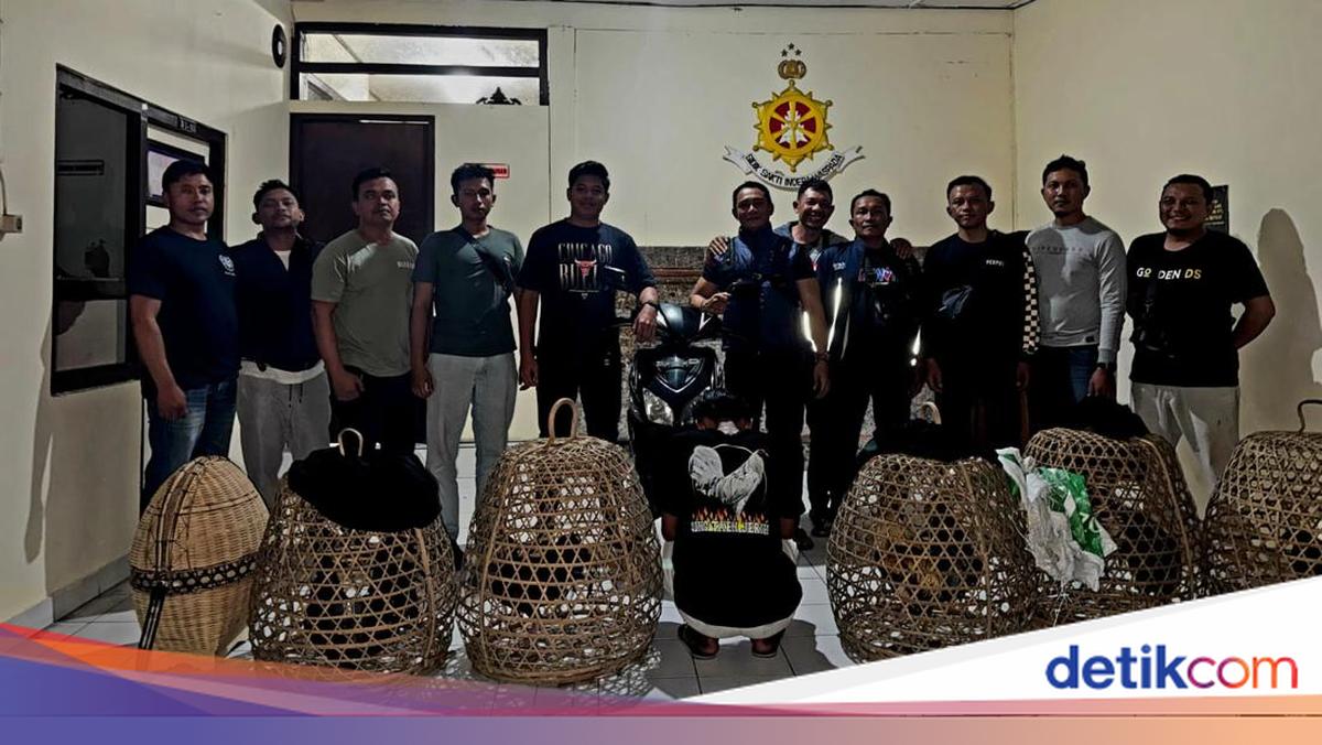 16-Year-Old in Bangli Arrested After Stealing 52 Piglets
