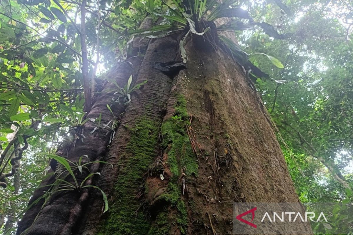 Ecological repentance: Indonesia’s call to heal nature