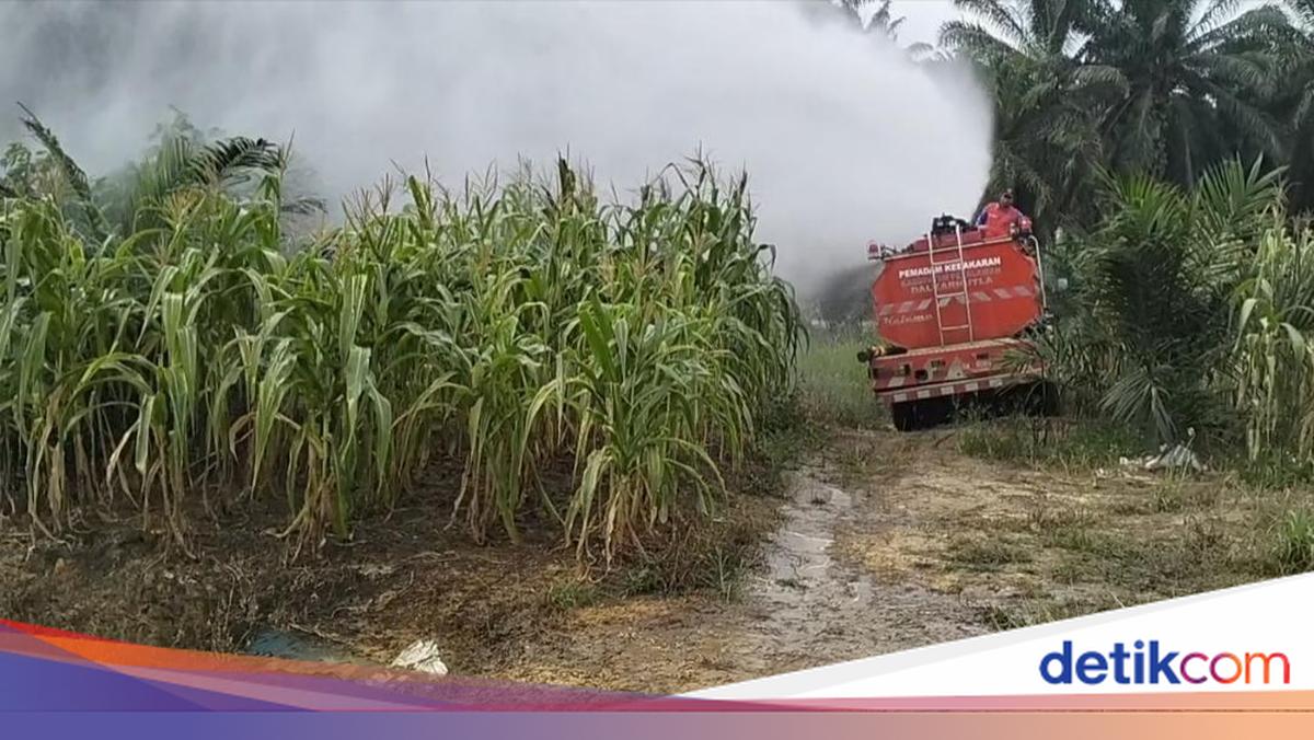 Police Use Fire Trucks to Water Cornfields in Riau to Prevent Harvest Failure Amid Drought