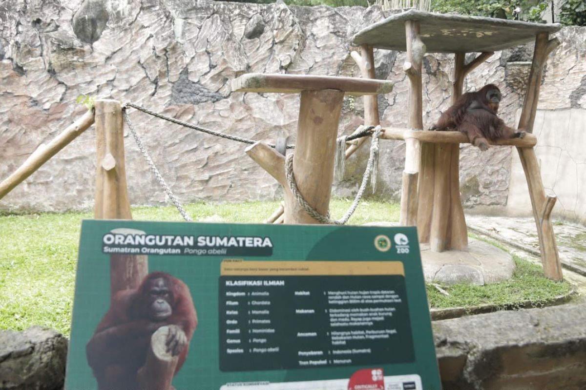 Bandung City Government Targets Bandung Zoo Reopening in Under a Year