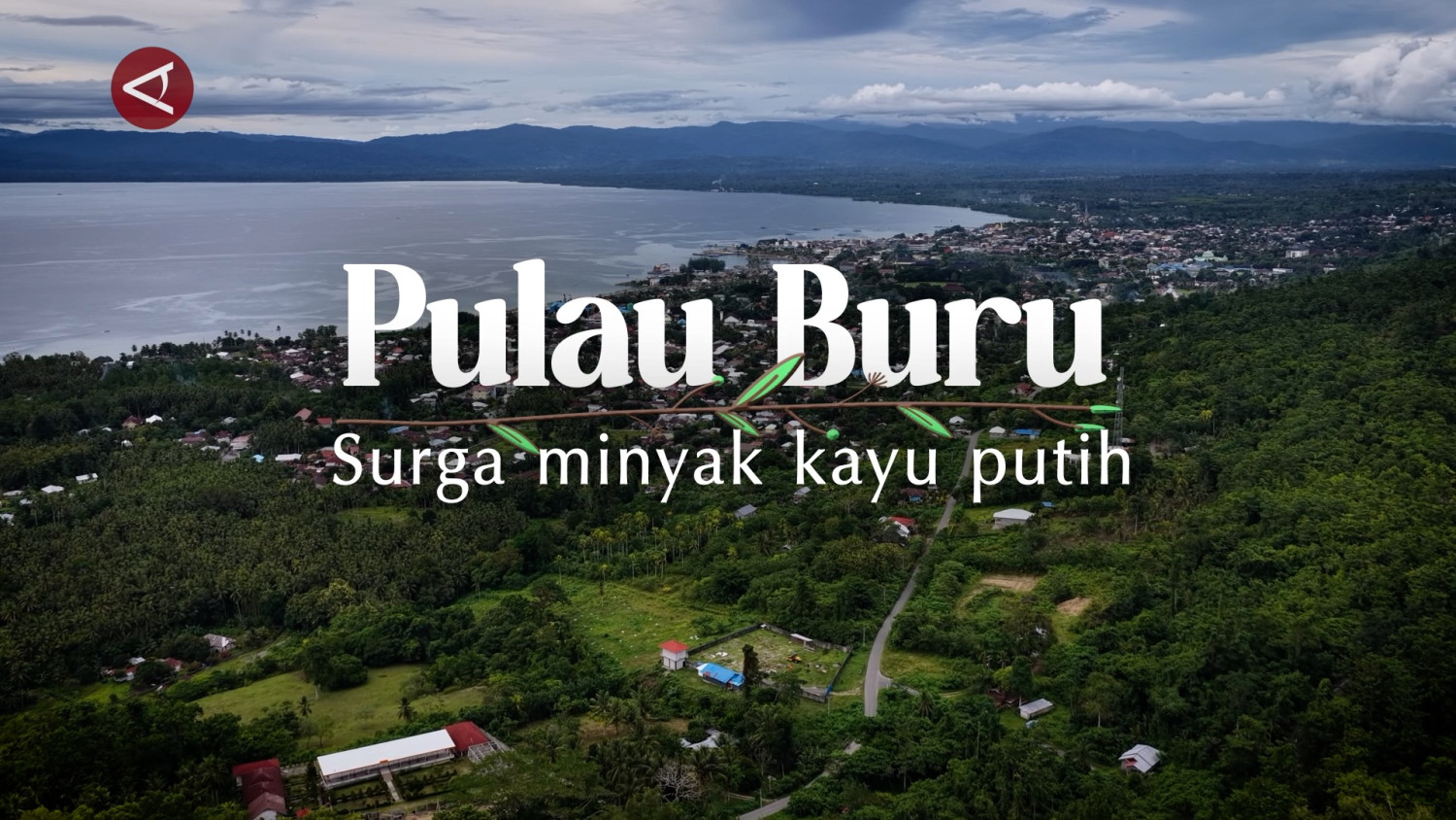 Buru Island, a paradise for cajuput oil (part 1)