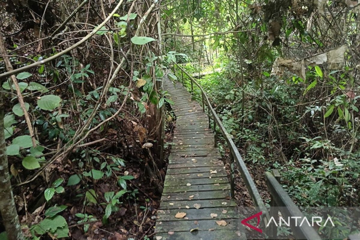 Exploring Kutai National Park: From Orangutans to the Depths of Goa Sapemarta