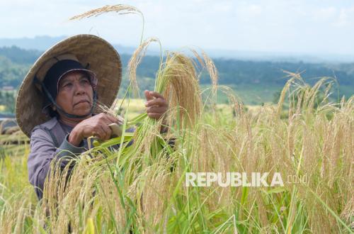 Indonesia Targets UAE Investment for Food Security and Infrastructure