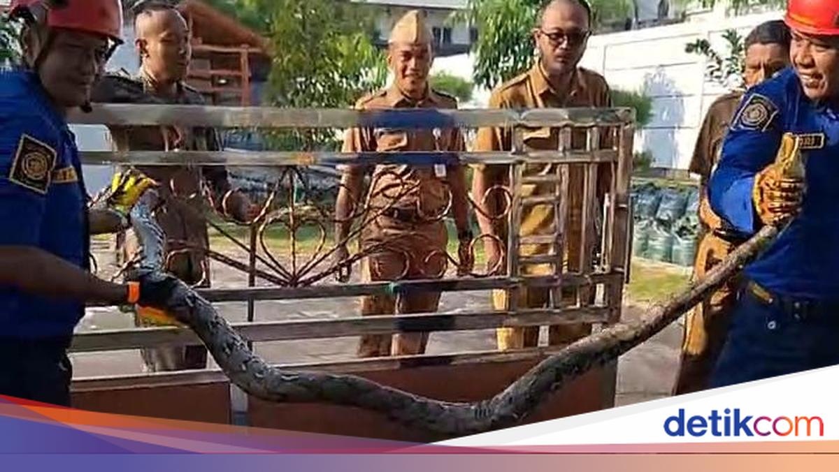 Python Crossing Road in Front of Gunungkidul Regent's Official Residence Causes Three-Motorcycle Collision