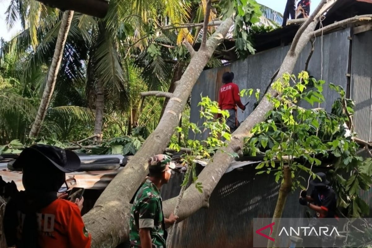 BNPB: Sidrap Rapid Response Team Accelerates Debris Clearance After Strong Winds